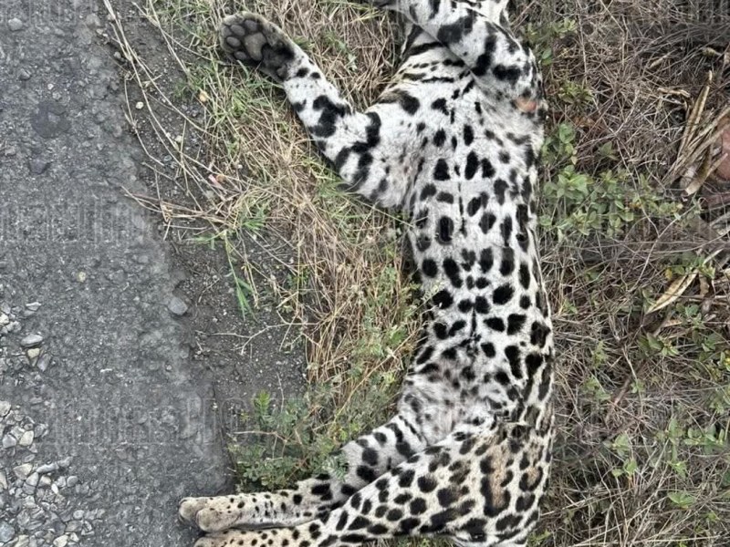 Muere atropellado un Ocelote en ciudad&nbsp;Victoria